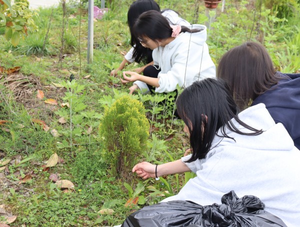 同学们在除草过程中辨识艾草、侧柏等药用植物.JPG